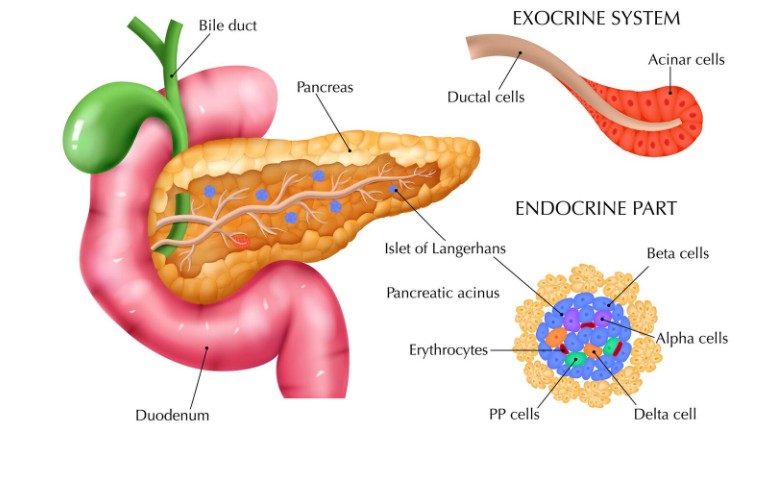 The Vital Role of the Pancreas: Functions, Disorders & When to See a Gastroenterologist