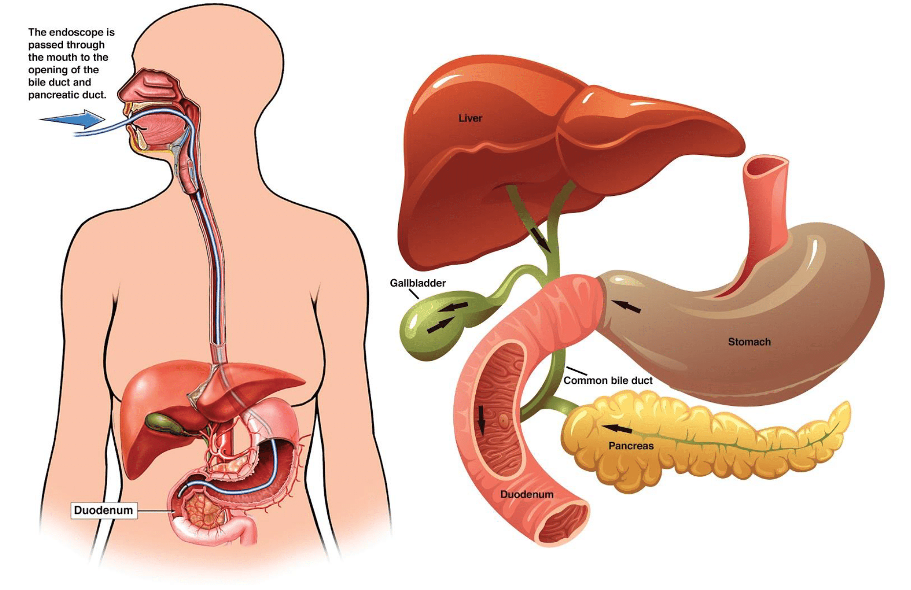 ERCP Procedure Explained: Purpose, Preparation, and Recovery